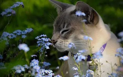 Tonkinese (Tonkinese) fotografii, pret, descriere rasa, caracter, video, pepiniere - despre murkote