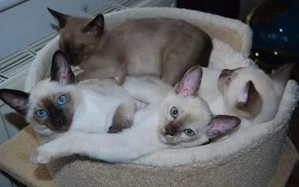 Tonkinese (Tonkinese) fotografii, pret, descriere rasa, caracter, video, pepiniere - despre murkote