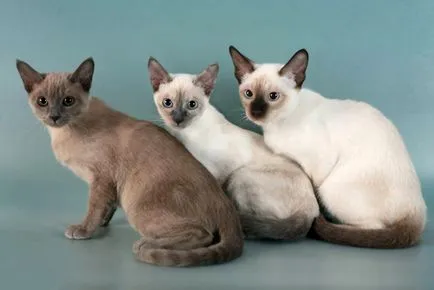 Tonkinese (Tonkinese) rasa descriere, caracter, reale (foto și video)