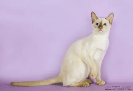 Tonkinese (Tonkinese) fotografii, video, despre rasa, îngrijirea