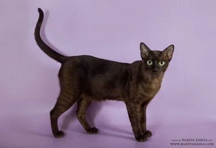 Tonkinese (Tonkinese) fotografii, video, despre rasa, îngrijirea