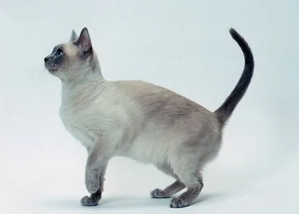 Tonkinese (Tonkinese) fotografii, pret, descriere rasa, caracter, video, pepiniere - despre murkote