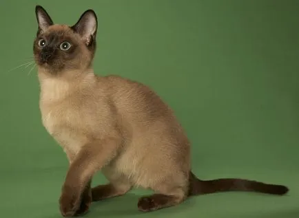 Tonkinese (Tonkinese) fotografii, pret, descriere rasa, caracter, video, pepiniere - despre murkote