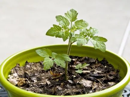 Tomate fotografii f1 caracatiță, recenzii, descrieri