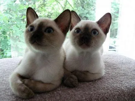 Tonkinese (Tonkinese) fotografii, pret, descriere rasa, caracter, video, pepiniere - despre murkote