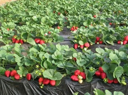 căpșuni tehnologia de cultivare a anului - acest lucru este real (tehnologie) căpșuni tehnologia de cultivare a anului - acest lucru este real