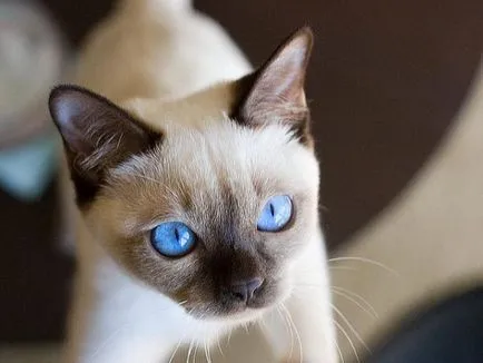 Tonkinese cat - Descriere rasa cu fotografii