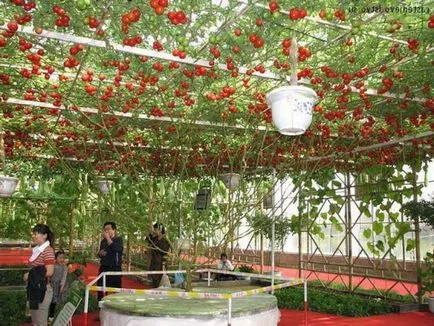 Tomate fotografii f1 caracatiță, recenzii, descrieri