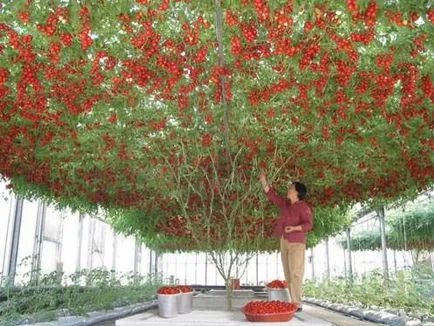 Tomate gradina caracatiță crească! (Tomate) Tomate gradina caracatiță crească!