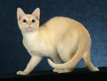 Tonkinese (Tonkinese) rasa descriere, caracter, reale (foto și video)