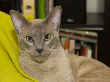 Tonkinese (Tonkinese) rasa descriere, caracter, reale (foto și video)