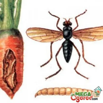 Tehnologia de cultivare morcov de plantare, îngrijire și de combatere a dăunătorilor