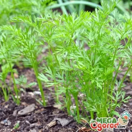 Tehnologia de cultivare morcov de plantare, îngrijire și de combatere a dăunătorilor