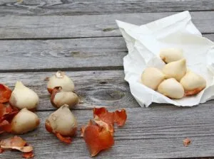 Lalele de primăvară special de aterizare și de întreținere - celhozportal