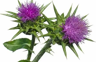 Plante medicinale pentru ficat cel mai bun pentru tratament (ficat) Plante pentru ficat cel mai bun tratament