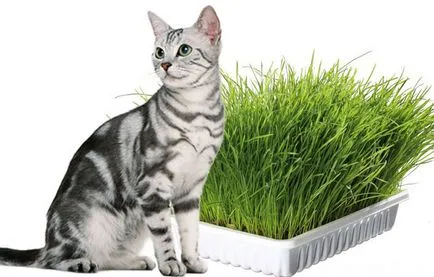 Iarbă pentru pisici ce marijuana si ce a mâncat, cum să planteze (unele) Iarbă pentru pisici ce marijuana si ce a mâncat, cum să planteze