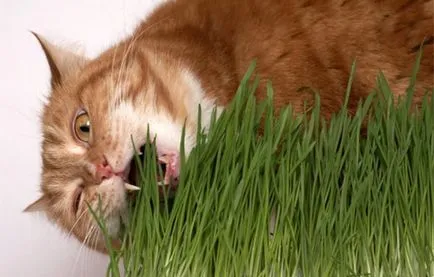 Iarbă pentru pisici ce marijuana si ce a mâncat, cum să planteze (buruieni) Iarbă pentru pisici ce marijuana si ce a mâncat, cum să planteze