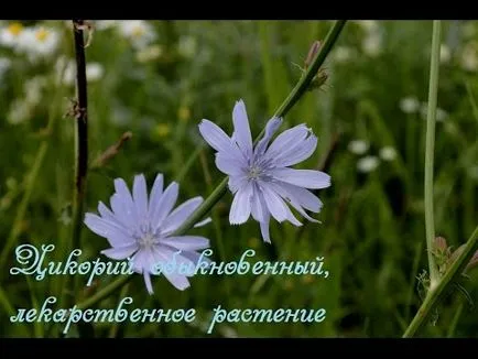 Ierburi pentru ficat cel mai bun pentru tratament (mijloace) Plante pentru ficat cel mai bun tratament