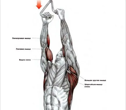 Link bloc vertical de performanță tehnică corectă, trainingbody