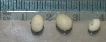 Melcul Achatina - păstrarea, hrănire și reproducere (diluție) Melc Achatina - păstrarea, hrănire, reproducere