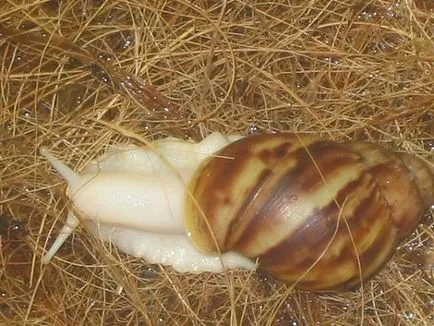 Melcul Achatina - păstrarea, hrănire și reproducere (hrănire) Melc Achatina - păstrarea, hrănire, reproducere