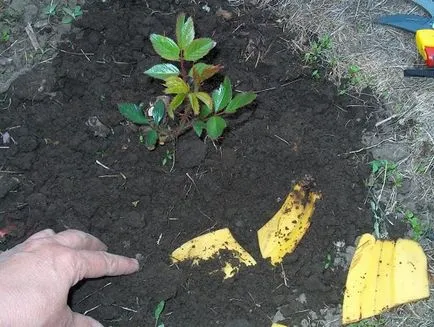Fertilizare folosind coji de banane