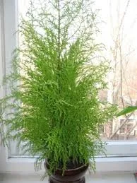 Îngrijirea la domiciliu Cypress