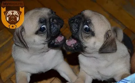 Grija pentru un catelus pug și nutriție adecvată, a mea (toate pui pug.) Grija pentru un catelus pug si o dieta adecvata, mi