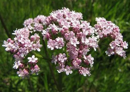 Valerian in timpul sarcinii - cum să ia și care sunt contraindicațiile