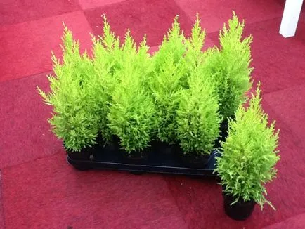 Îngrijirea la domiciliu Cypress