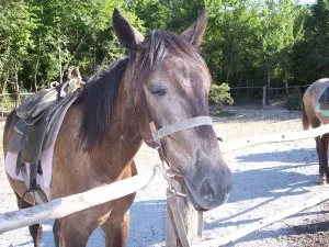 Riding pentru incepatori - primii pași, ferma de origine (cal) Riding pentru incepatori - primii pași, ferma de origine