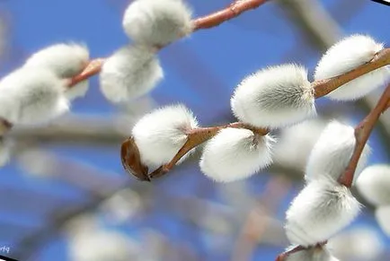 Duminica Floriilor semne și ritualuri de fericire și bunăstare naționale (duminică) Duminica Floriilor semne naționale și ritualuri de fericire și bunăstare