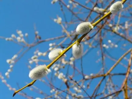 Duminica Floriilor semne naționale și ritualuri de fericire și bunăstare (fericire) Duminica Floriilor semne naționale și ritualuri de fericire și bunăstare
