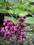 Tipuri de liliac (foto cu numele și descrierea), precum și aplicarea lor în proiectarea grădinii