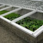 cultivarea răsad a normelor de bază ale cum să crească răsaduri sănătoase și puternice