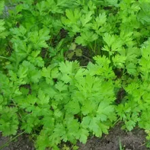 Cultivarea patrunjel din semințe în câmp deschis, casa privata (în creștere de la semințe de pătrunjel în teren deschis) Cultivarea patrunjel din semințe în câmp deschis, casă privată