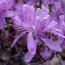 Cultivarea rododendroni, casa privata