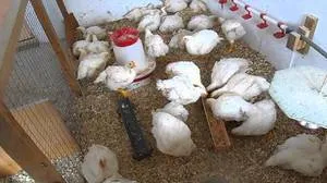 pui broiler îngrijirea la domiciliu, de hrănire și de întreținere corespunzătoare (pui de carne) pui broiler de îngrijire la domiciliu, hrănirea și întreținerea corespunzătoare