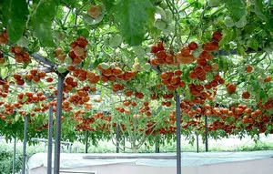 soiuri de tomate Cultivarea octopus (tomate) Cultivarea soiurilor de tomate caracatiță