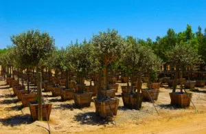 Cultivarea Feijoa în casă, propagarea semințe și butași de Feijoa (acasă) Cultivarea Feijoa în casă, propagarea semințe și butași de Feijoa
