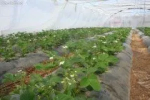 Cultivarea căpșuni în sere pe tot parcursul anului - Sfaturi cottagers