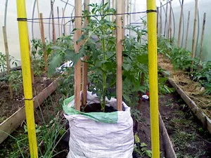 soi Cultivarea octopus tomate (cv) Cultivarea soiurilor de tomate caracatiță
