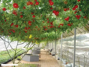Cultivarea de soiuri de tomate caracatiță (caracatiță) Cultivarea soiurilor de tomate caracatiță