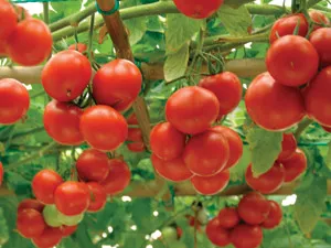 Cultivarea soiurilor de tomate caracatiță (în creștere) Cultivarea soiurilor de tomate caracatiță