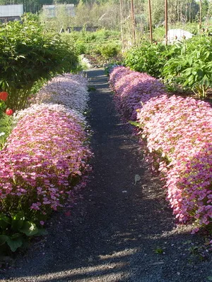 Tipuri și numele de paturi de flori și paturi de flori (cu fotografii) gradina de flori modulare, de frontieră de flori, mixborders, creste