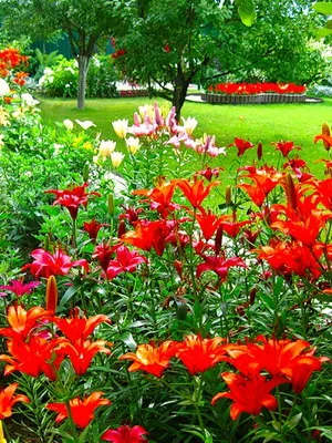 Tipuri și numele de paturi de flori și paturi de flori (cu fotografii) gradina de flori modulare, de frontieră de flori, mixborders, creste