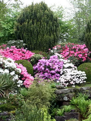 Cultivarea de plantare Rhododendron, îngrijire, transferul și reproducerea, rododendroni fotografie în grădină și (Rhododendron) Cultivarea de plantare Rhododendron, îngrijire, transferul și reproducerea, rododendroni fotografie în grădină și în