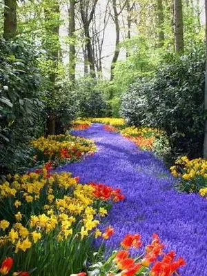 Cultivarea de plantare Rhododendron, îngrijire, transferul și reproducerea, rododendroni fotografie în grădină și în (creștere) Cultivarea de plantare Rhododendron, îngrijire, transferul și reproducerea, rododendroni fotografie în grădină și în