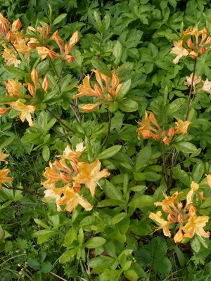Cultivarea de plantare Rhododendron, îngrijire, transferul și reproducerea, rododendroni fotografie în grădină și (îngrijire) Cultivarea de plantare Rhododendron, îngrijire, transferul și reproducerea, rododendroni fotografie în grădină și în