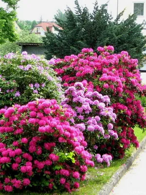 Cultivarea de plantare Rhododendron, îngrijire, transferul și reproducerea, rododendroni fotografie în grădină și în (creștere) Cultivarea de plantare Rhododendron, îngrijire, transferul și reproducerea, rododendroni fotografie în grădină și în